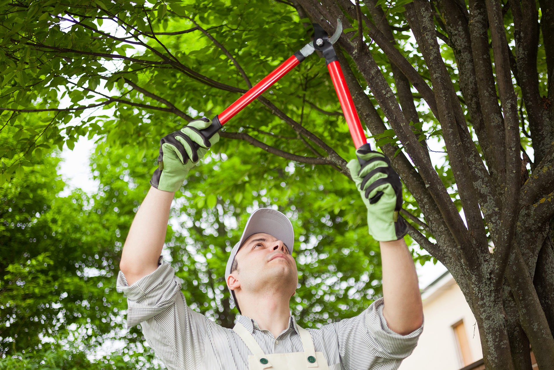 Indianapolis a Tree Service